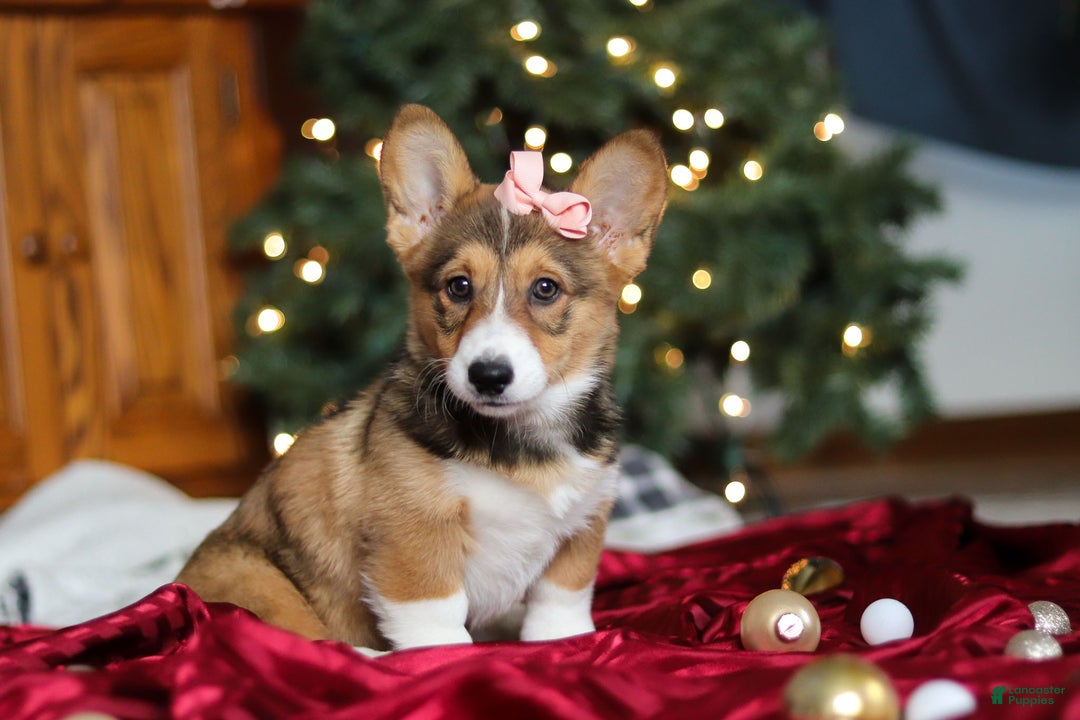 Welsh Corgi Pembroke dogs for sale: Candy - Ad 3