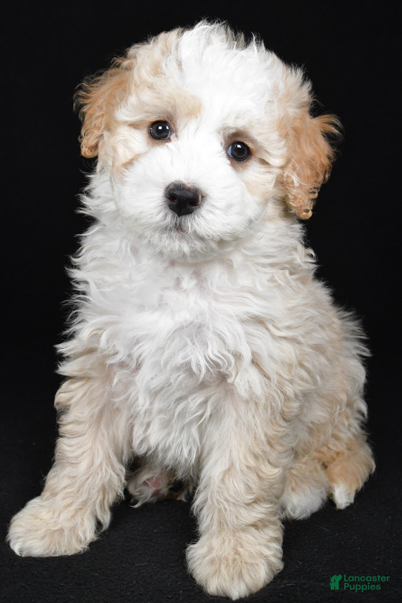 Bernedoodle dogs Reese - Ad 1