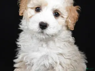 Bernedoodle dogs for sale: Reese - Ad 2