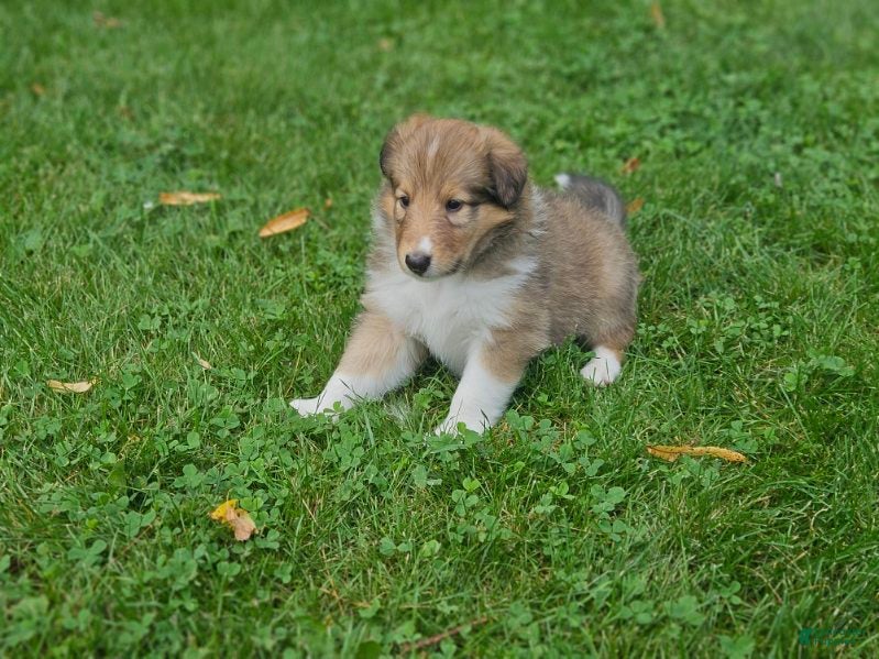 Collie dogs Boy 1 - Ad 1