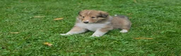 Collie dogs for sale: Boy 1 - Ad 1