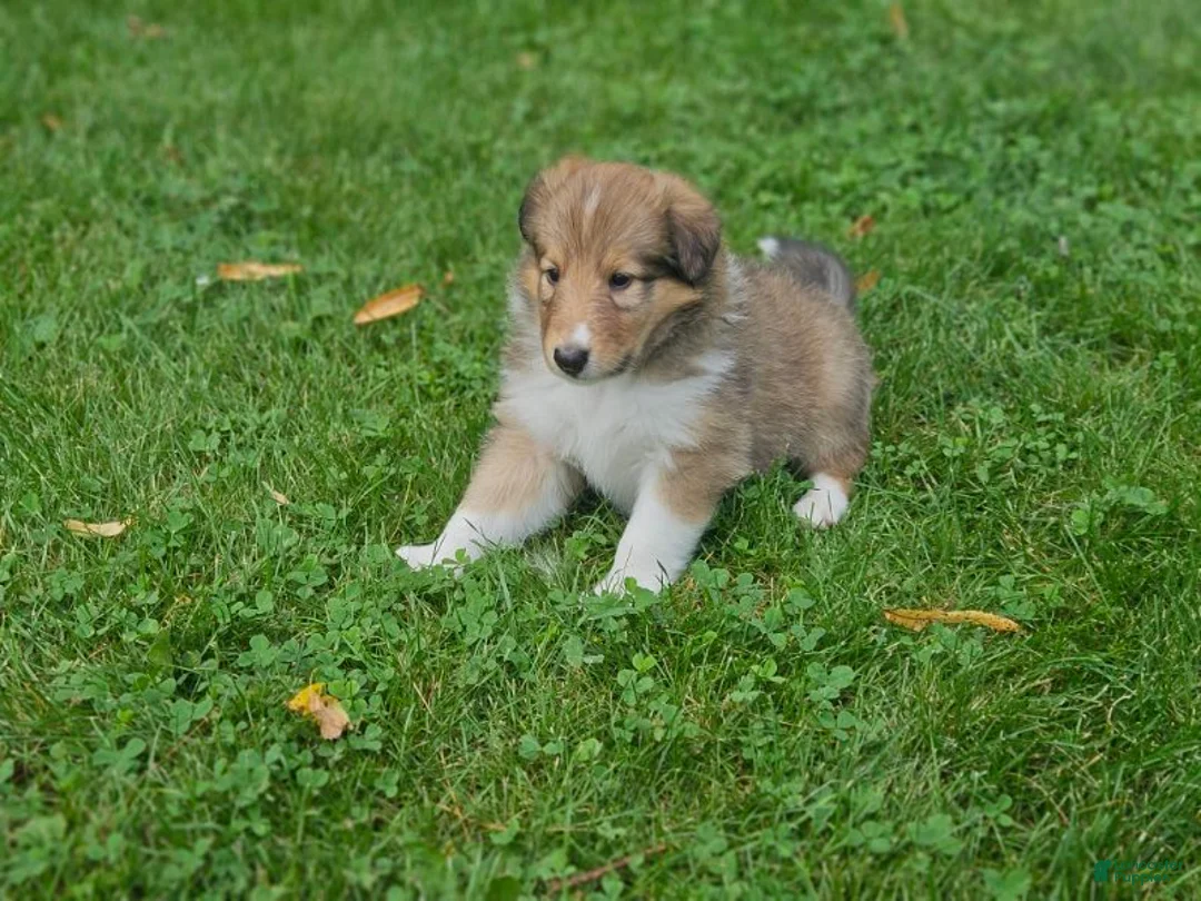 Collie dogs for sale: Boy 1 - Ad 1
