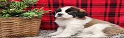 Saint Bernard dogs for sale: Tess - Ad 2