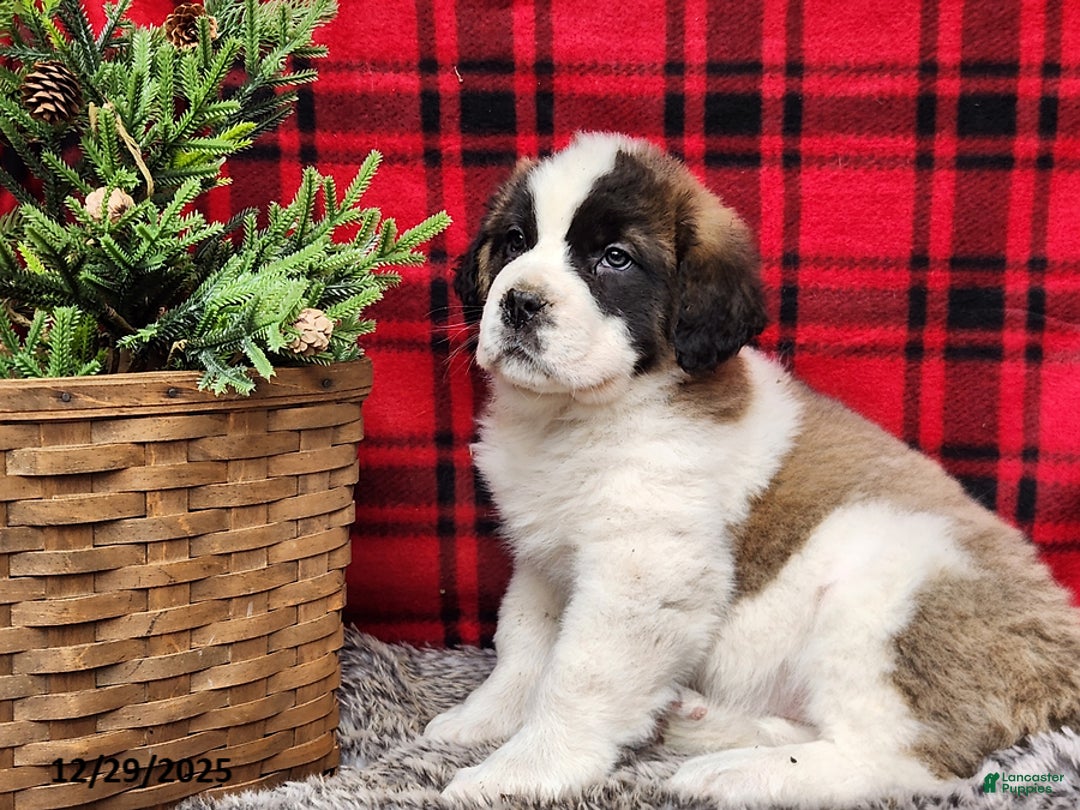 Saint Bernard dogs for sale: Tess - Ad 2
