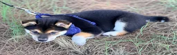Shiba Inu dogs for sale: Shiba Inu 4 - Ad 3