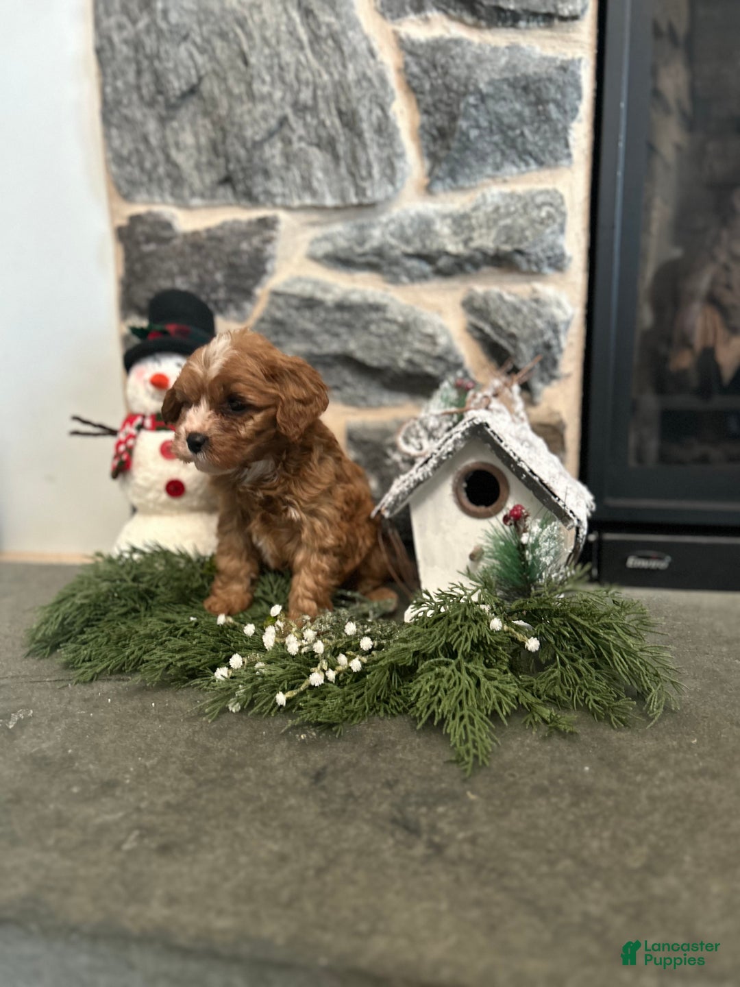 Cavapoo dogs for sale: Cavapoo Puppy 2 - Ad 2