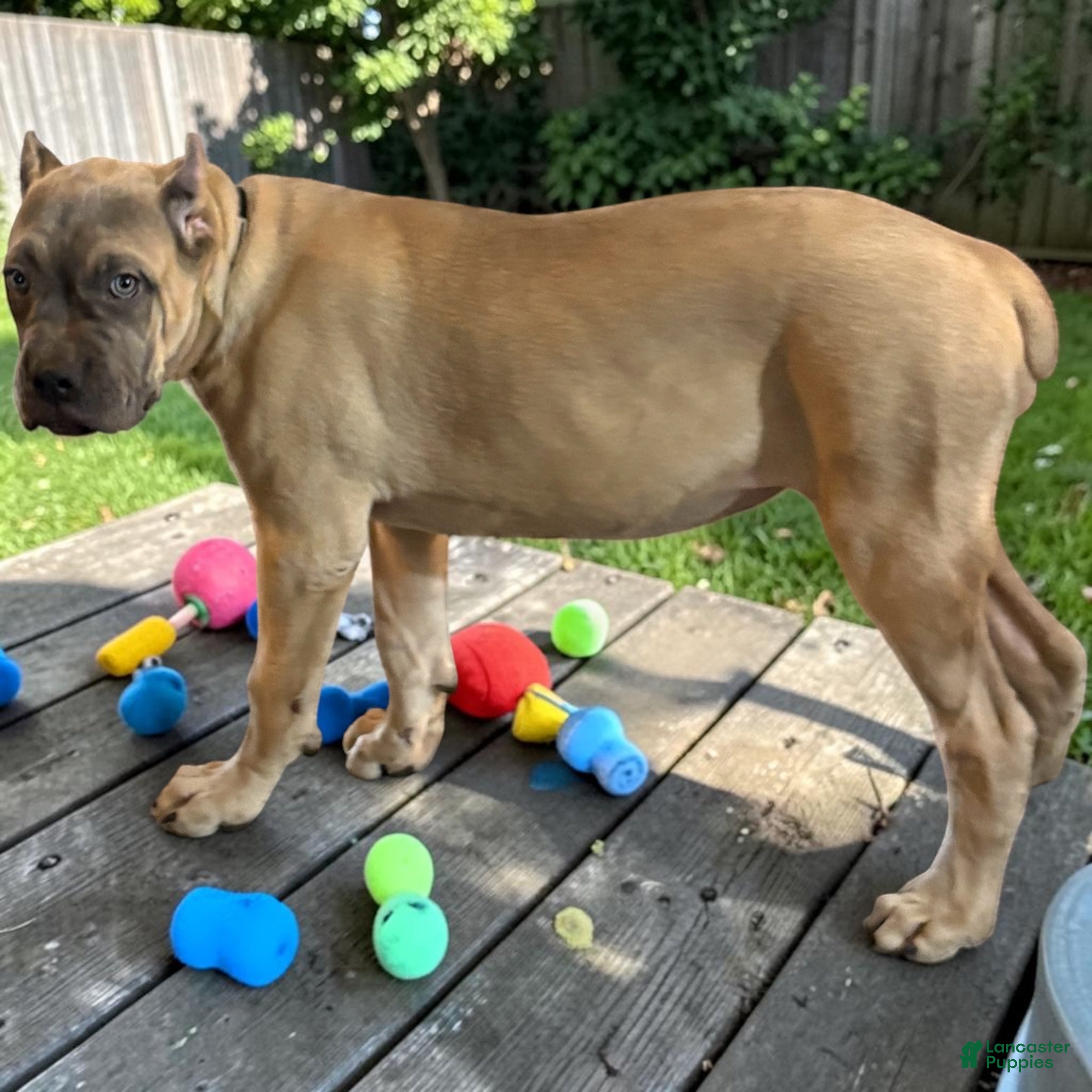 Cane Corso dogs Cane Corso yellow - Ad 25