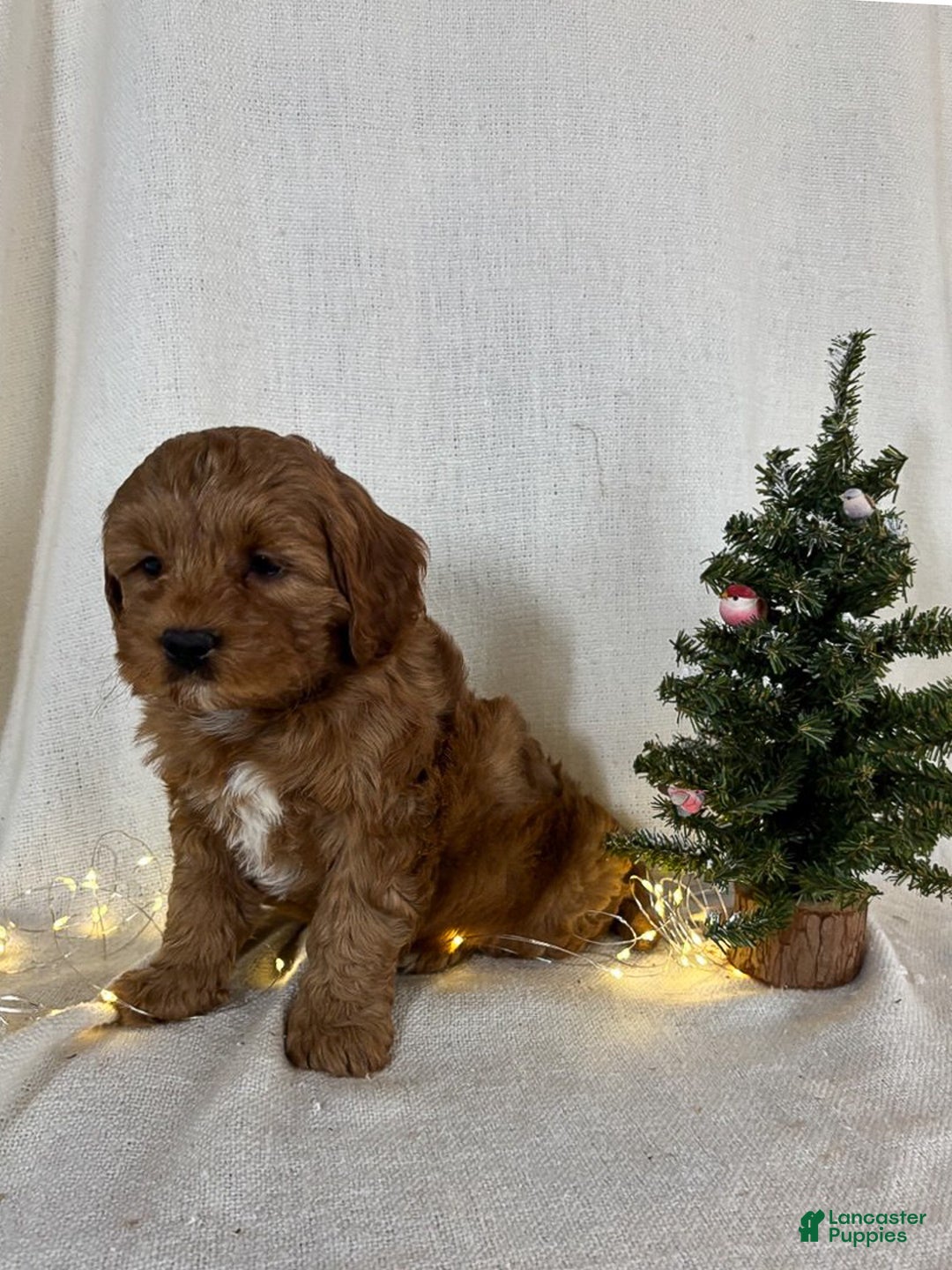 Mini Goldendoodle dogs for sale: Ivy - Ad 7