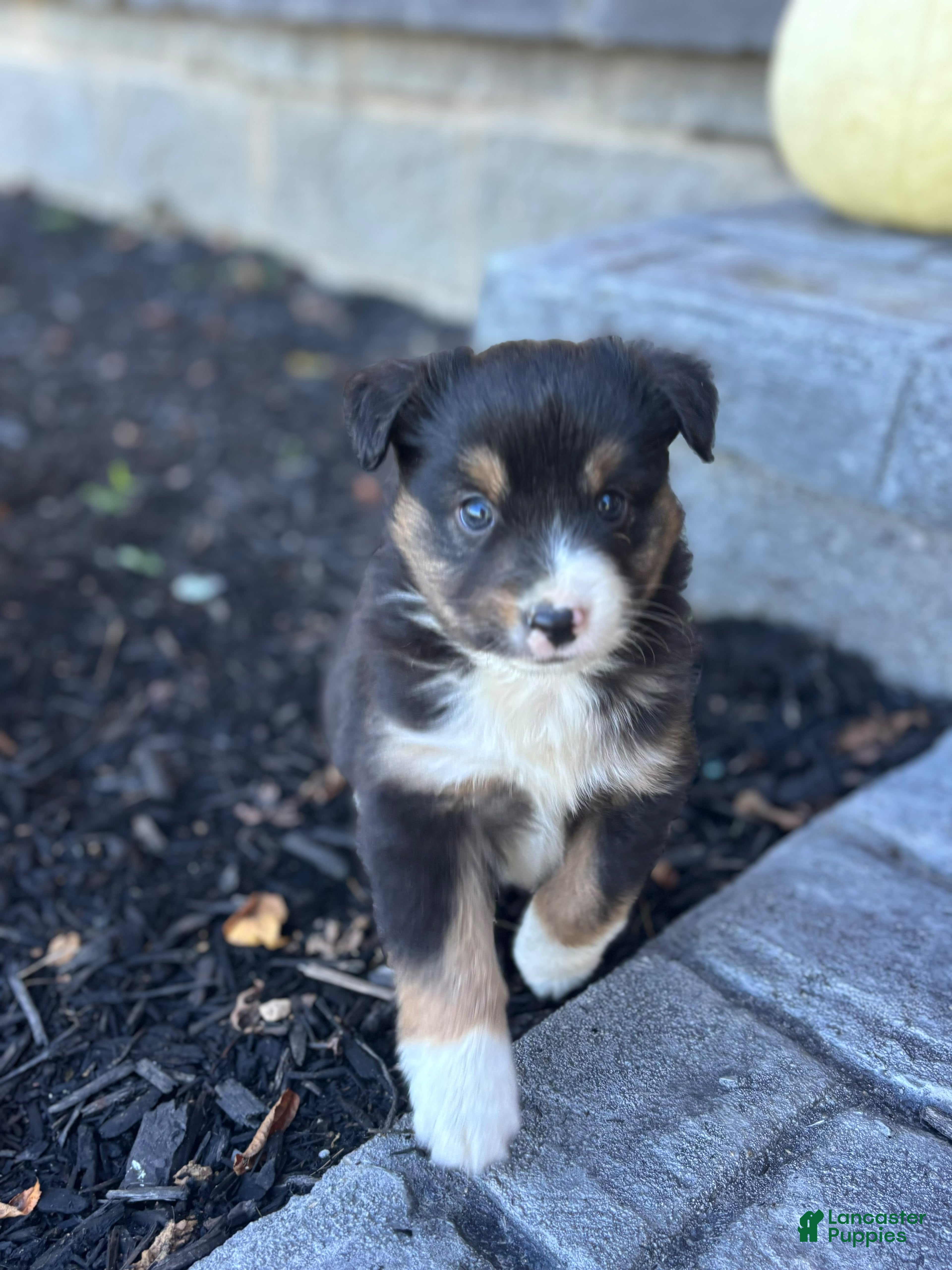 Miniature Australian Shepherd dogs Cooper - Ad 1