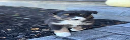 Miniature Australian Shepherd dogs for sale: Cooper - Ad 1