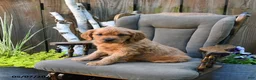 Miniature Golden Retriever dogs for sale: Declan - Ad 1