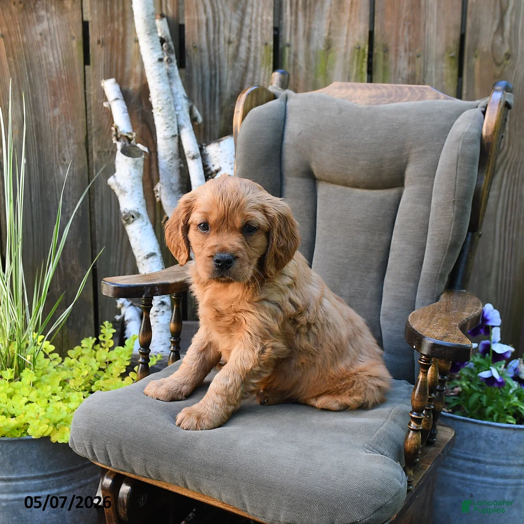 Miniature Golden Retriever dogs for sale: Declan - Ad 1