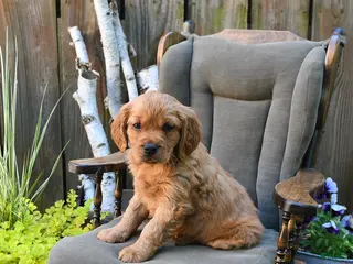 Miniature Golden Retriever dogs for sale: Declan - Ad 2