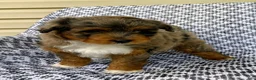 Mini Aussiedoodle dogs for sale: Ozzie - Ad 6
