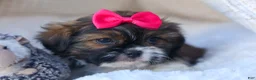 Shih Tzu dogs for sale: STELLA - Ad 13