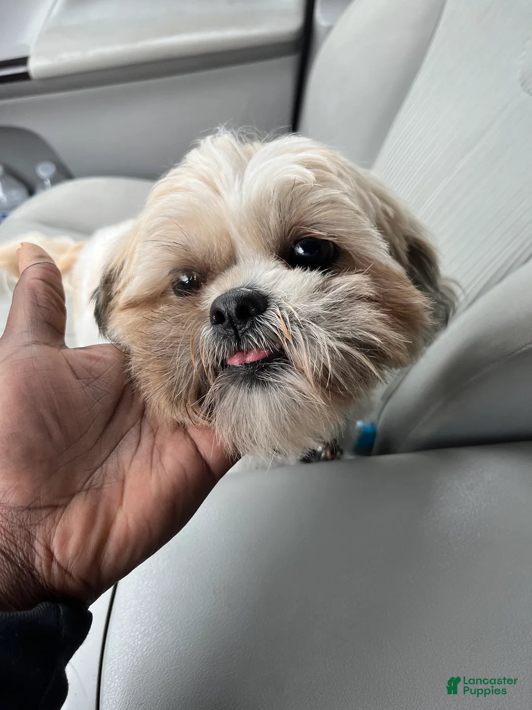 Shih Tzu dogs for sale: Cocoa  - Ad 2