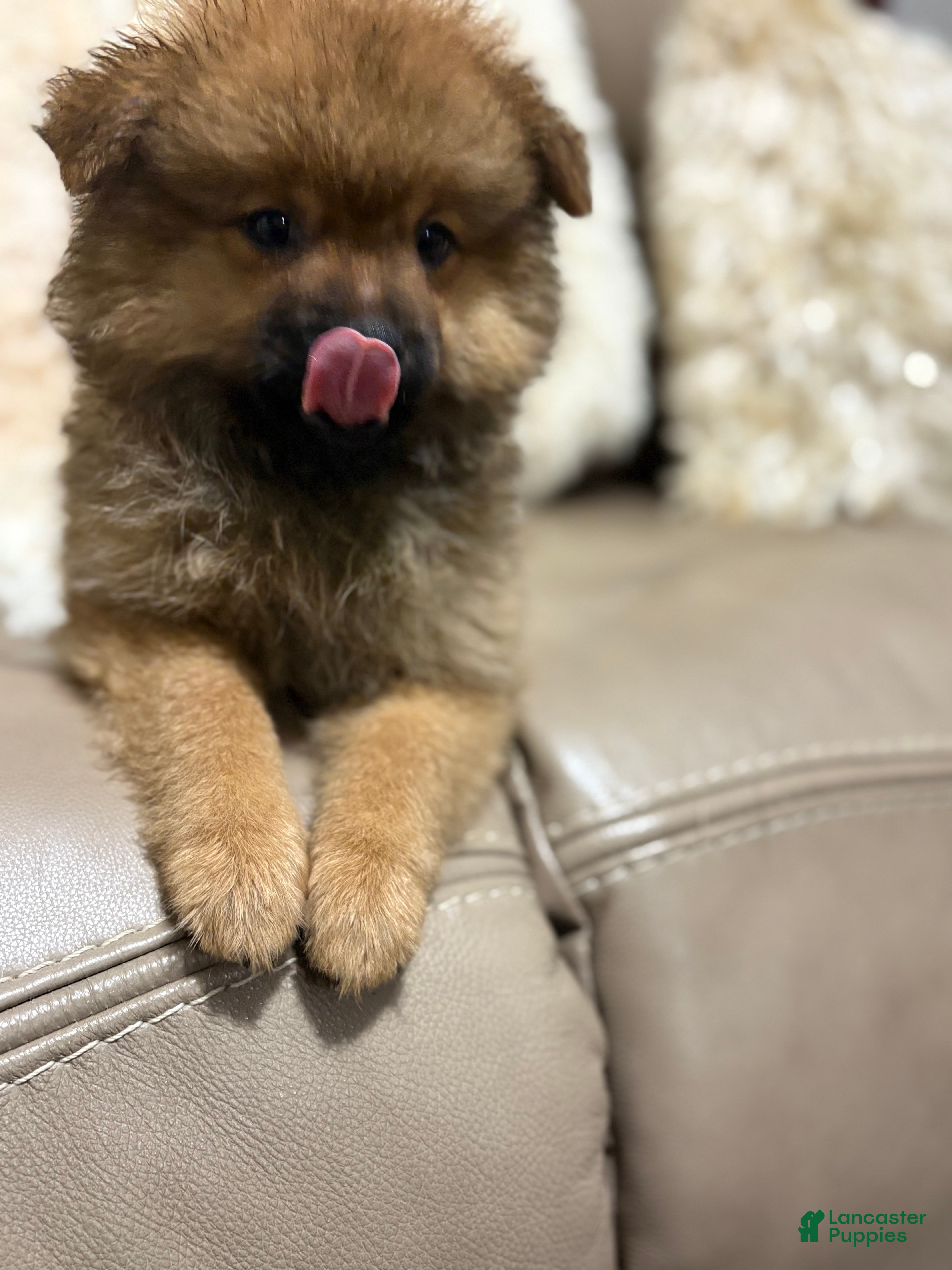 Pomeranian dogs Pomeranian 2 - Ad 2