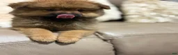 Pomeranian dogs for sale: Pomeranian 2 - Ad 2