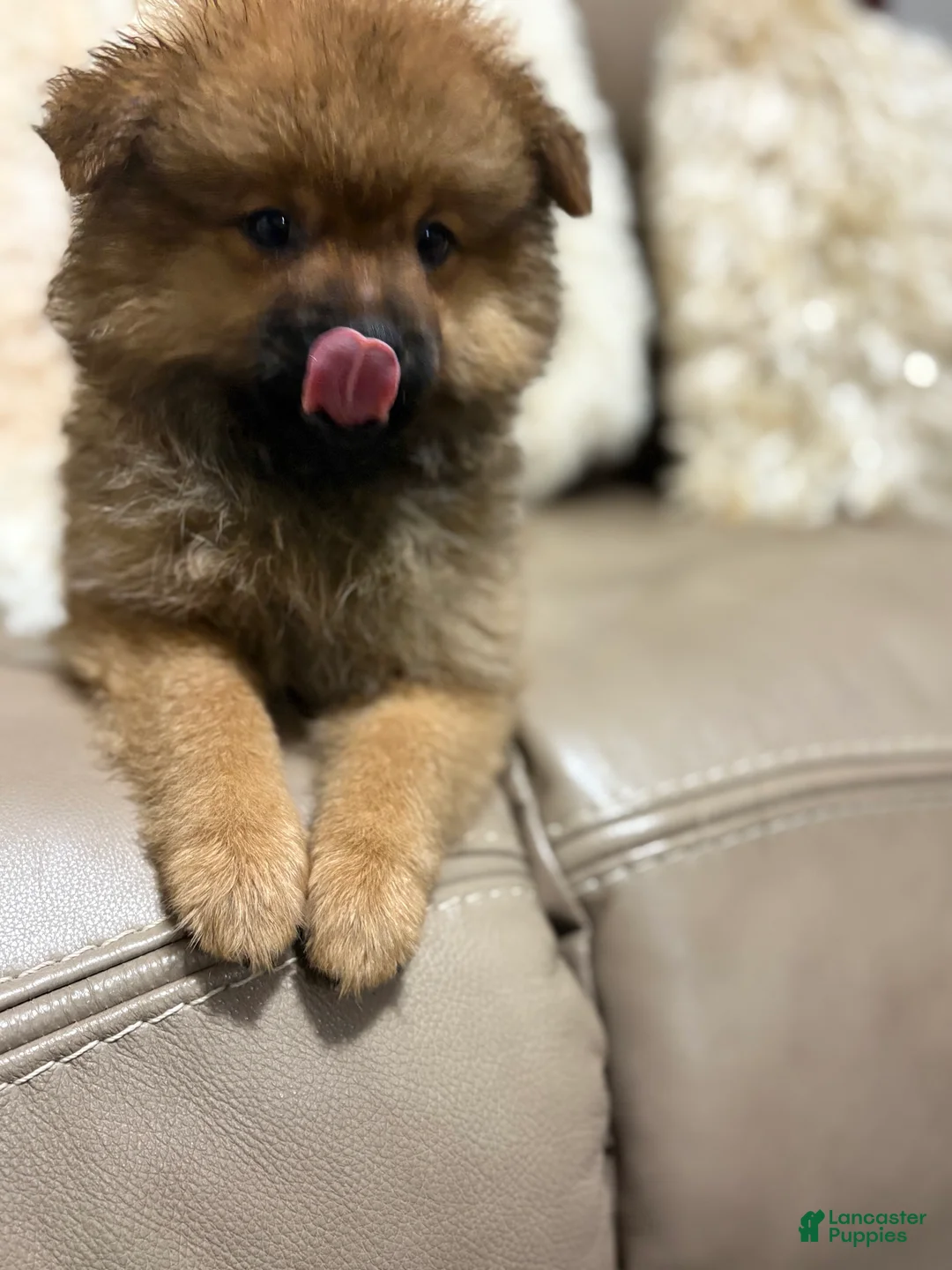 Pomeranian dogs for sale: Pomeranian 2 - Ad 2