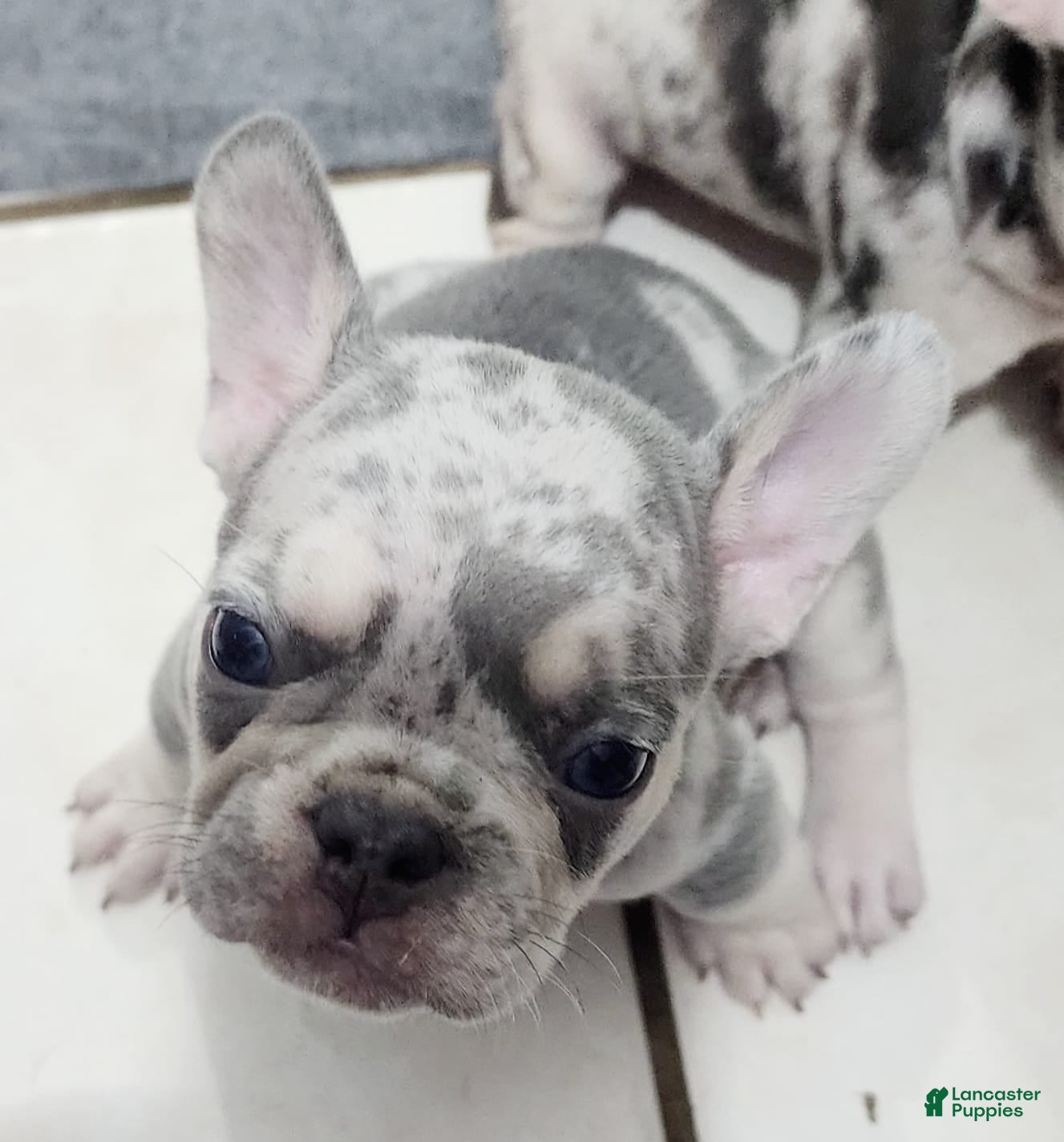 French Bulldog dogs French Bulldog 2 - Ad 32