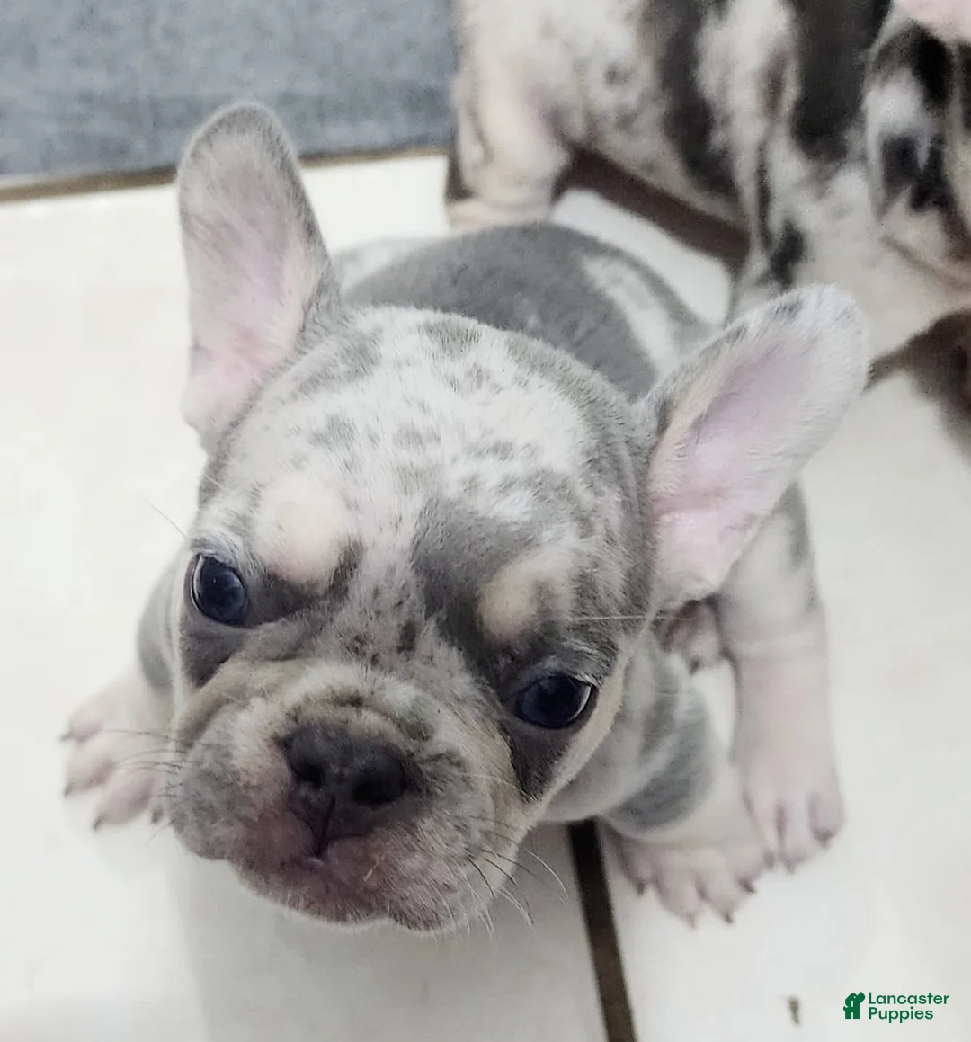 French Bulldog dogs for sale: French Bulldog 2 - Ad 1