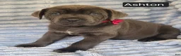 Cane Corso dogs for sale: Ashton - Ad 7