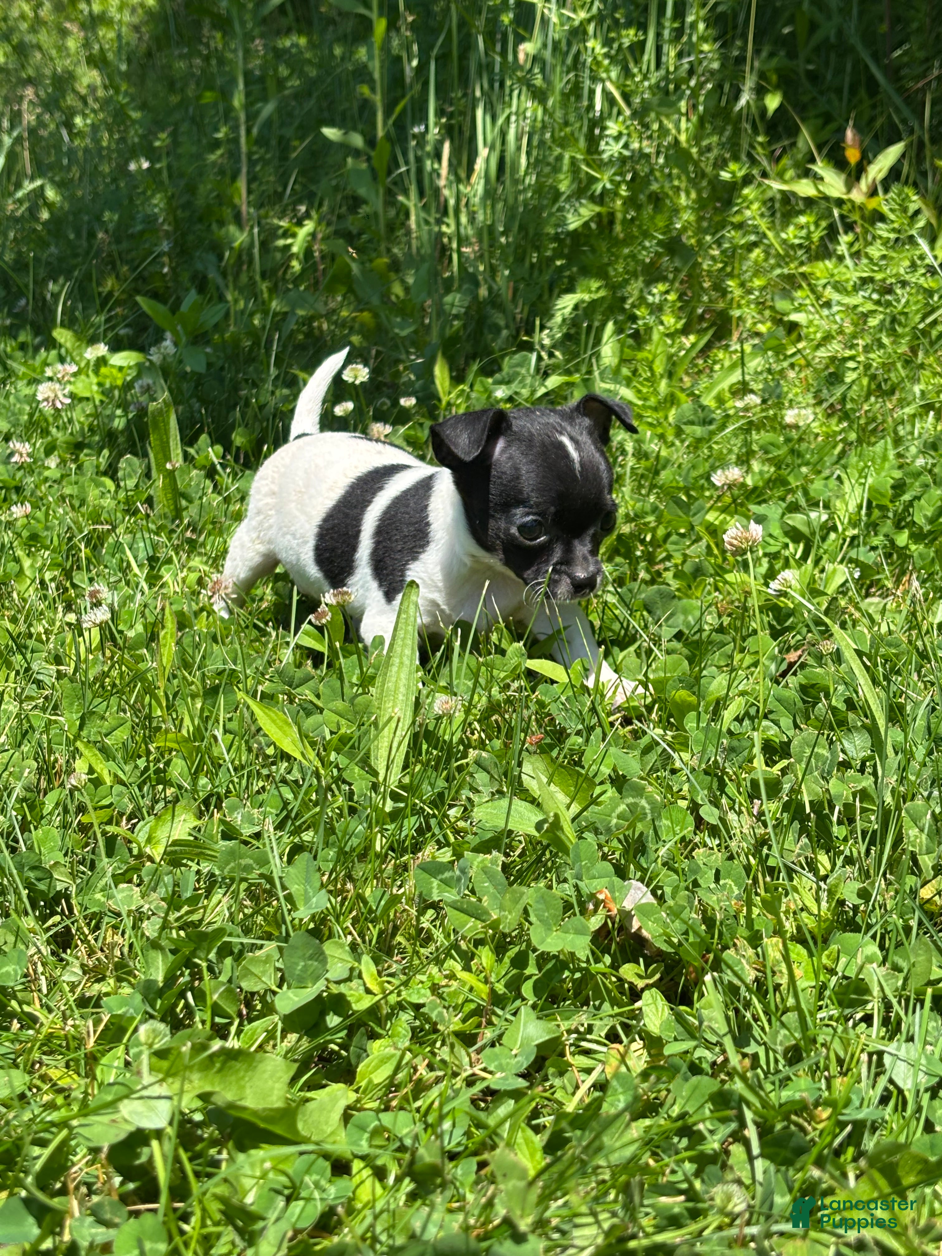Chihuahua dogs Marco - Ad 2