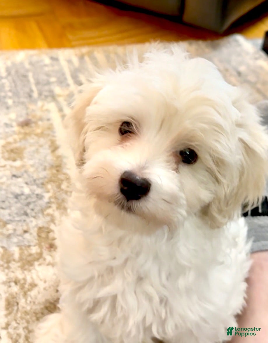 Maltipoo dogs Maltipoo 1 - Ad 1