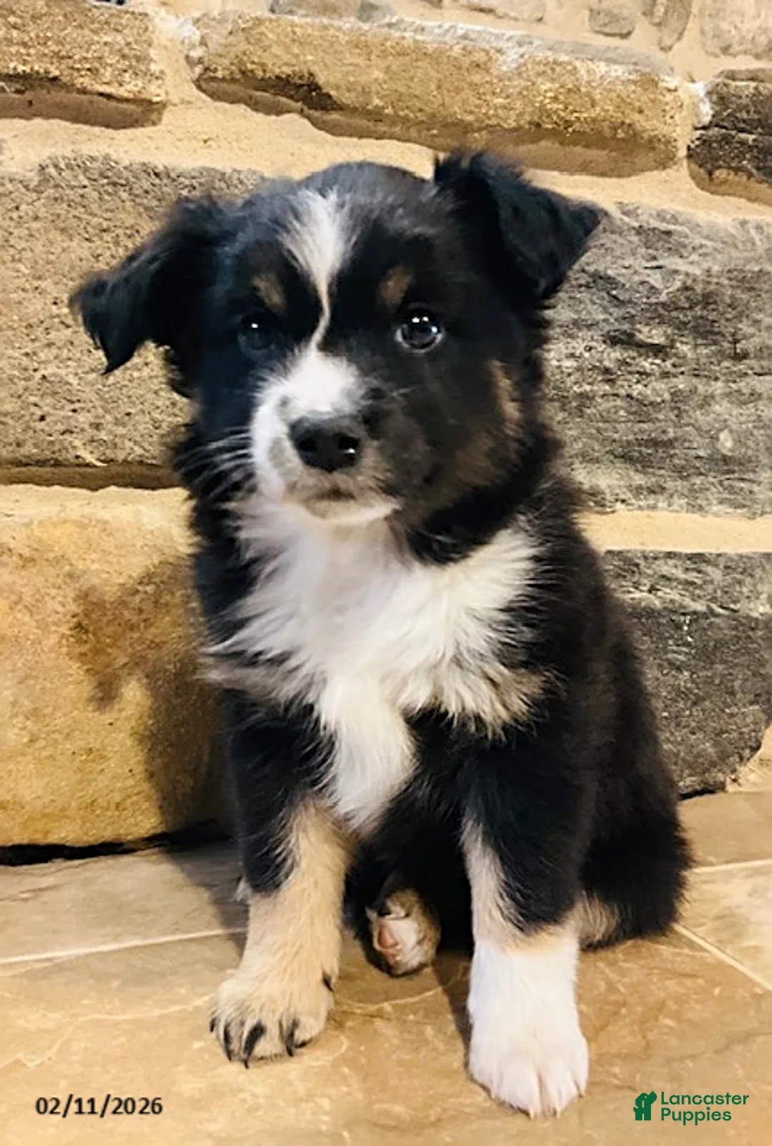 Miniature Australian Shepherd dogs for sale: Archie - Ad 1