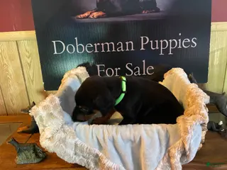 Doberman Pinscher dogs Lime green collared male - Ad 10