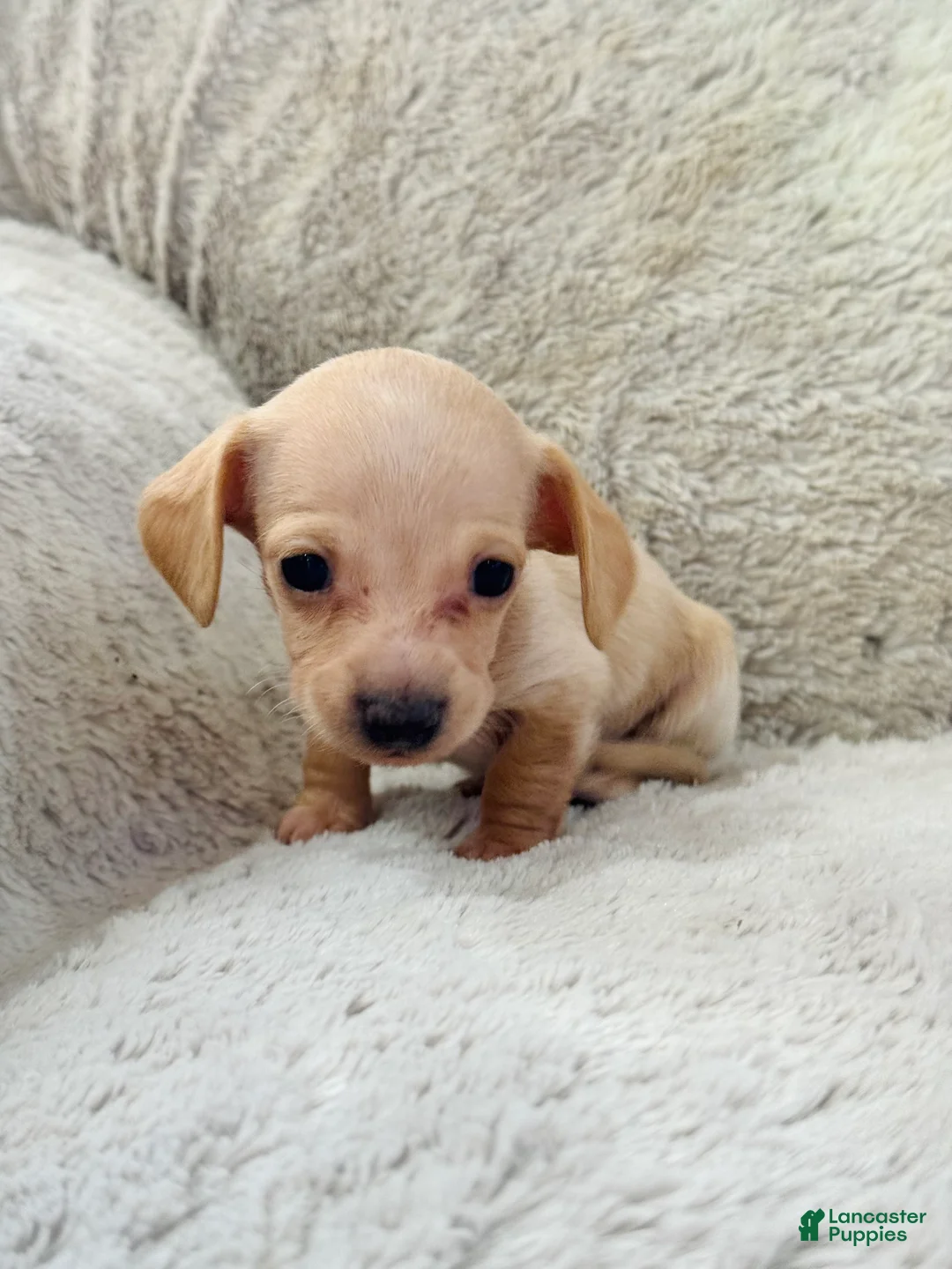 Miniature Dachshund dogs for sale: AKC Shorthair CREAM Girl Mini Dachshund - Ad 2