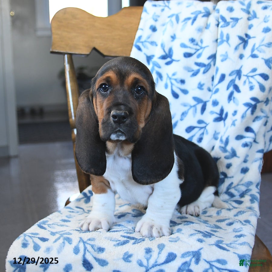 Basset Hound dogs Domino - Ad 10