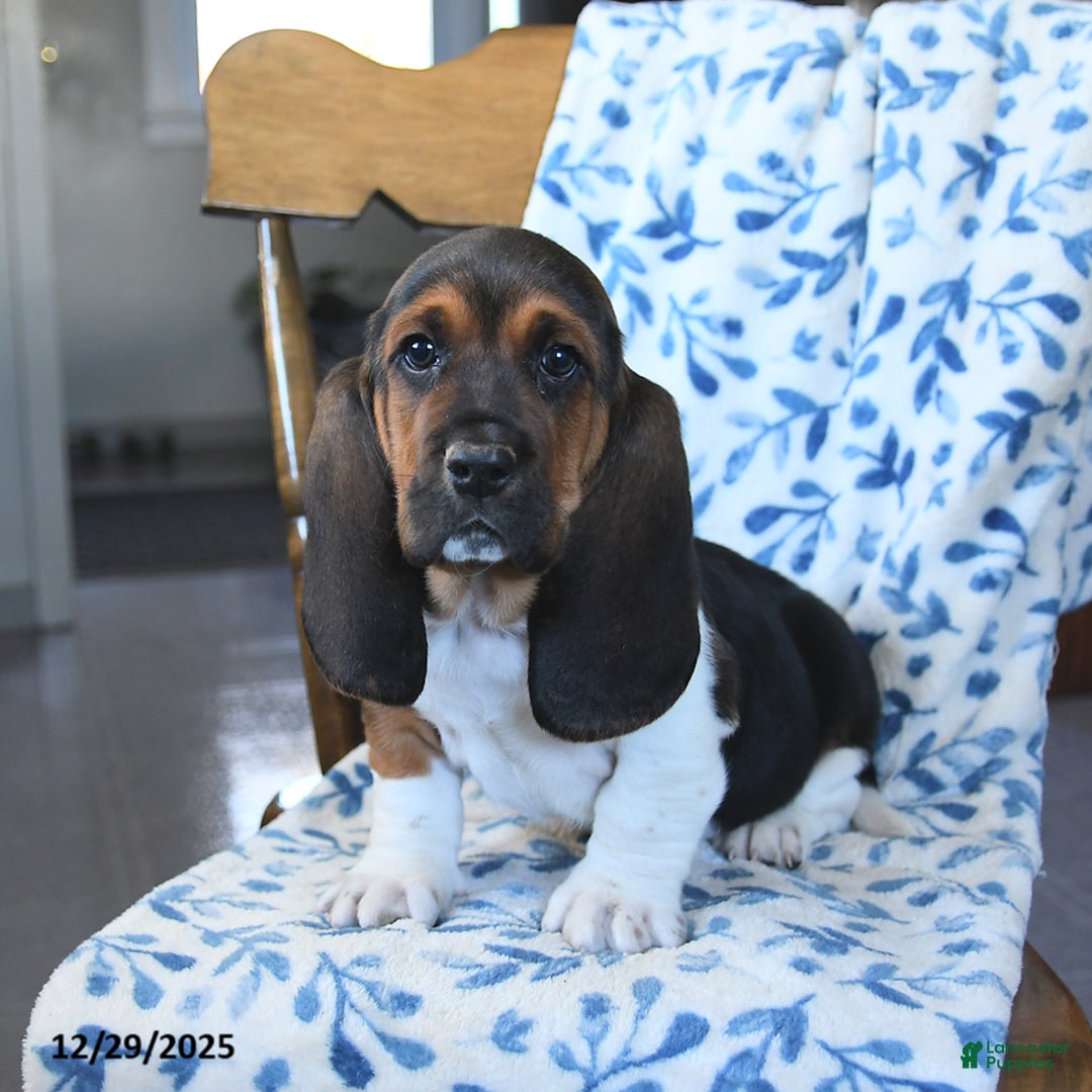 Basset Hound dogs for sale: Domino - Ad 1