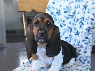 Basset Hound dogs Domino - Ad 10
