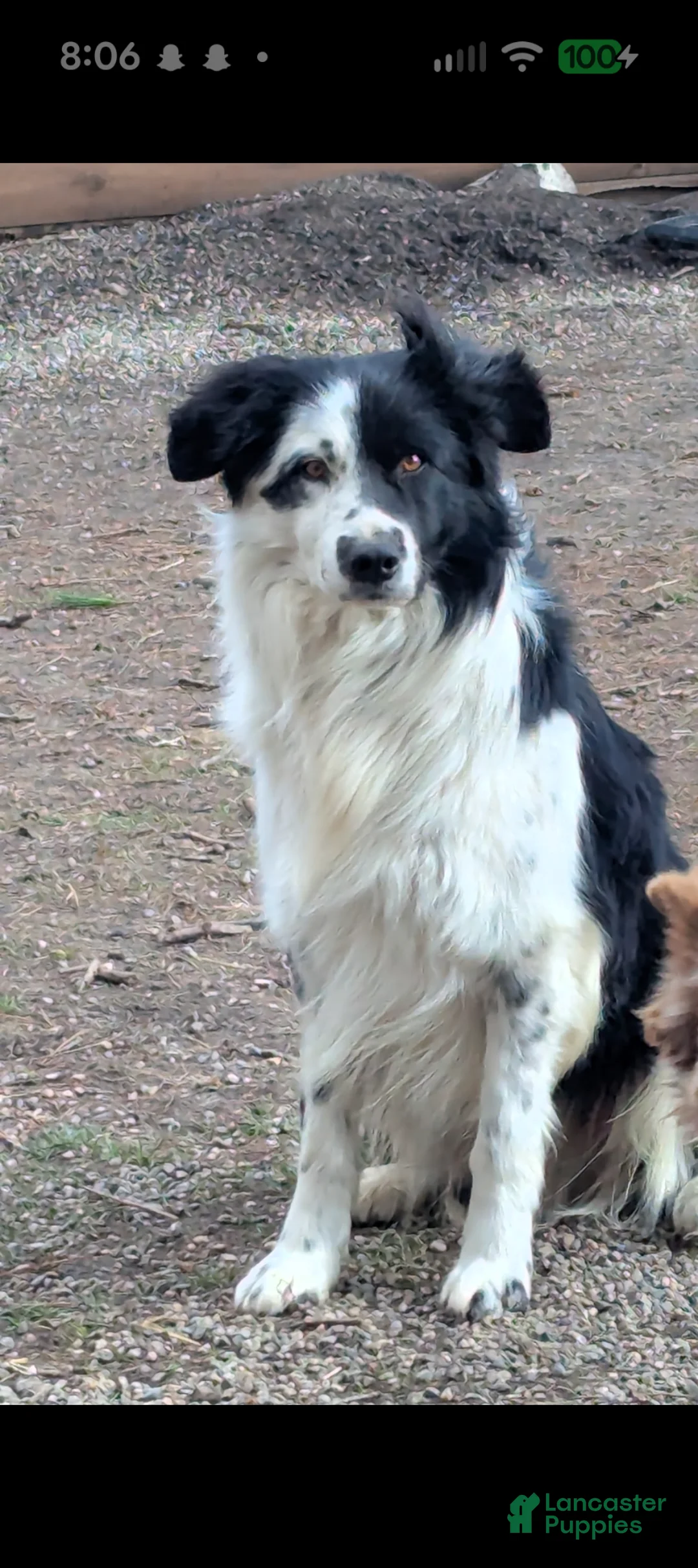 Border Collie dogs for sale: Border Collie Puppy 1 - Ad 10