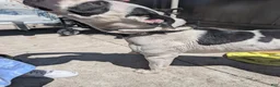 American Pit Bull Terrier dogs for sale: American Pit Bull Terrier Puppy 9 - Ad 3
