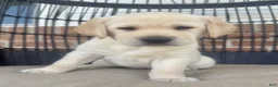Labrador Retriever dogs for sale: Dusty - Ad 6