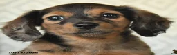 Miniature Dachshund dogs for sale: Dixie - Ad 2