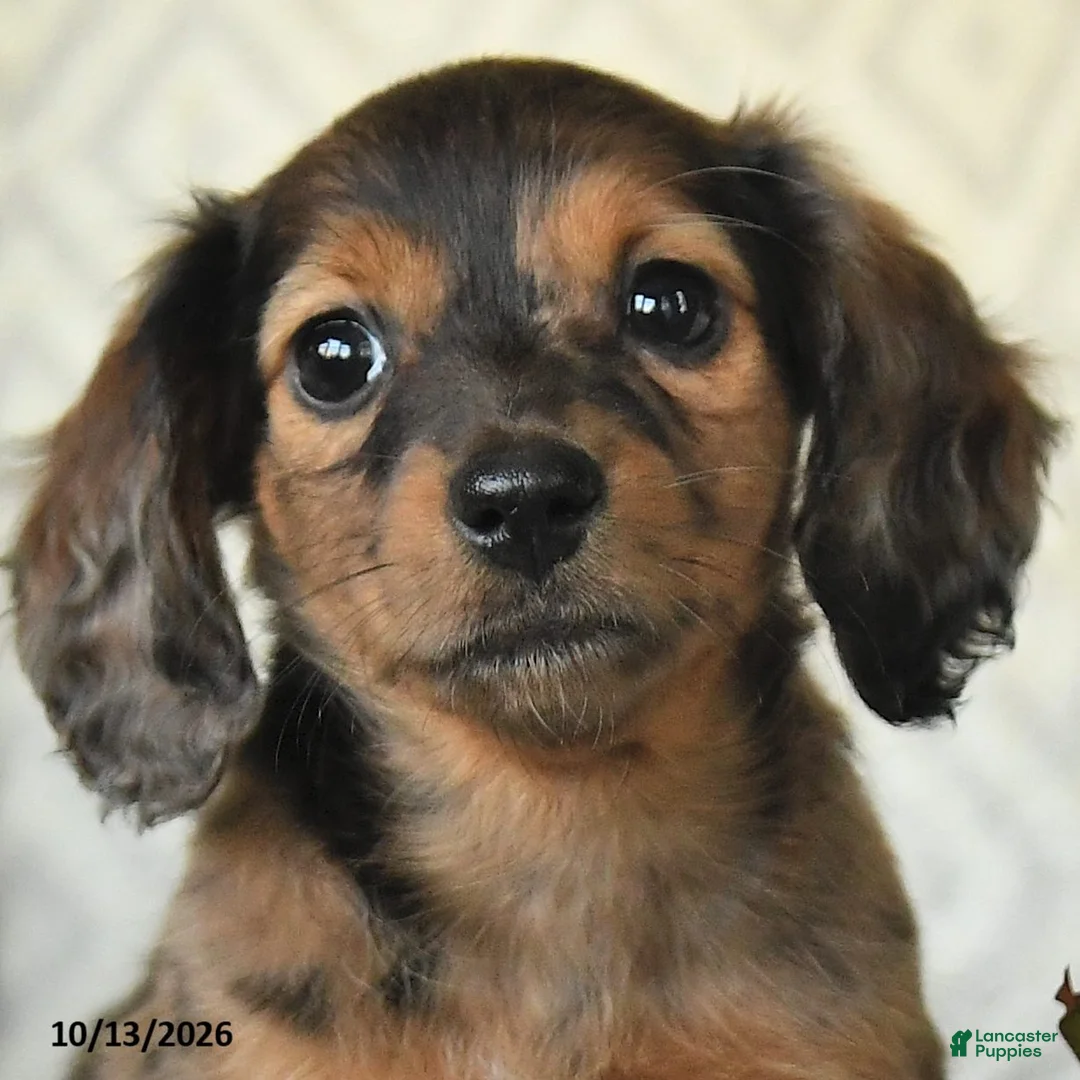 Miniature Dachshund dogs for sale: Dixie - Ad 2