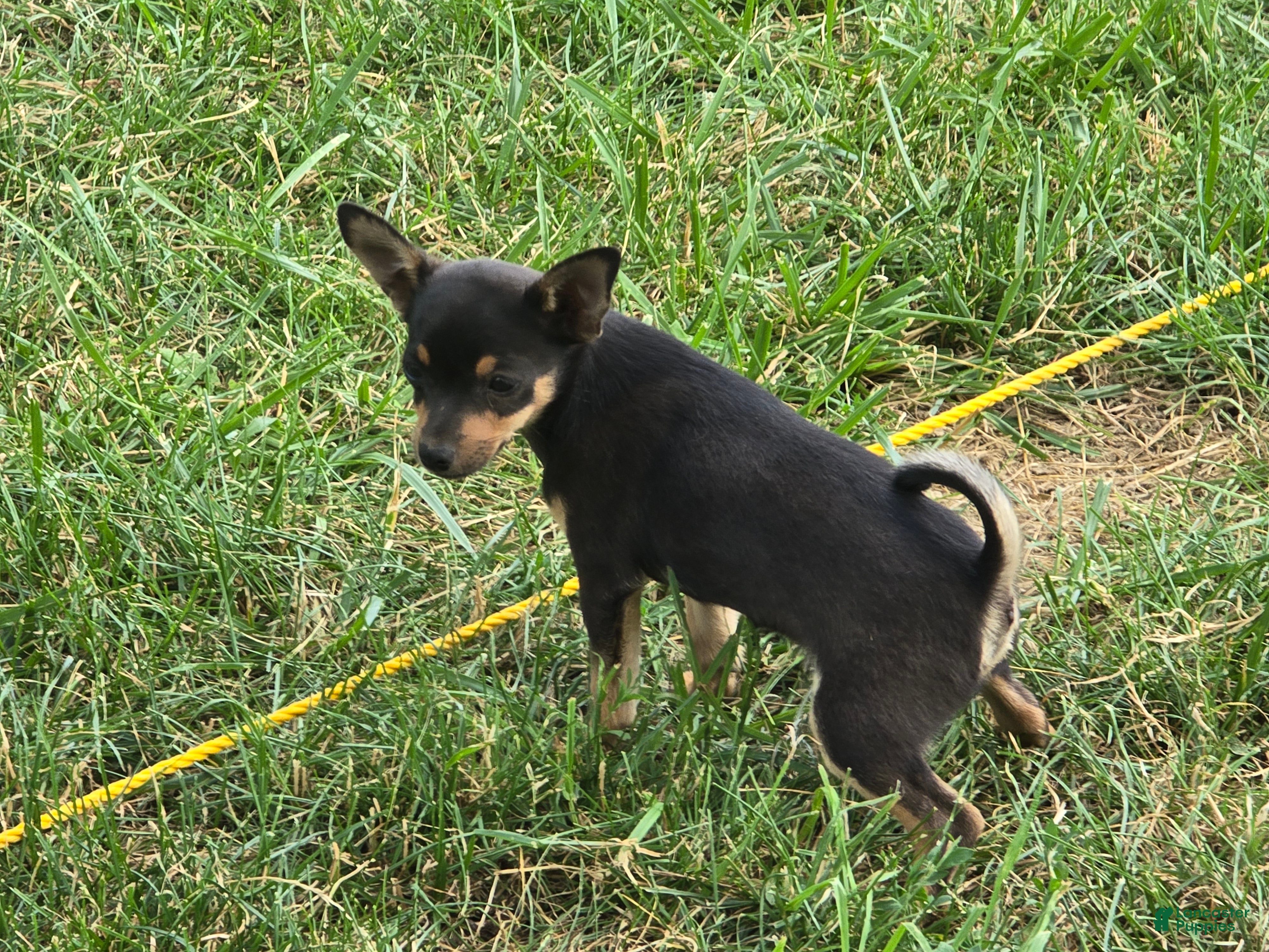 Chihuahua dogs Brutis - Ad 1