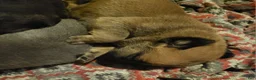 Cane Corso dogs for sale: Cane Corso 1 - Ad 2
