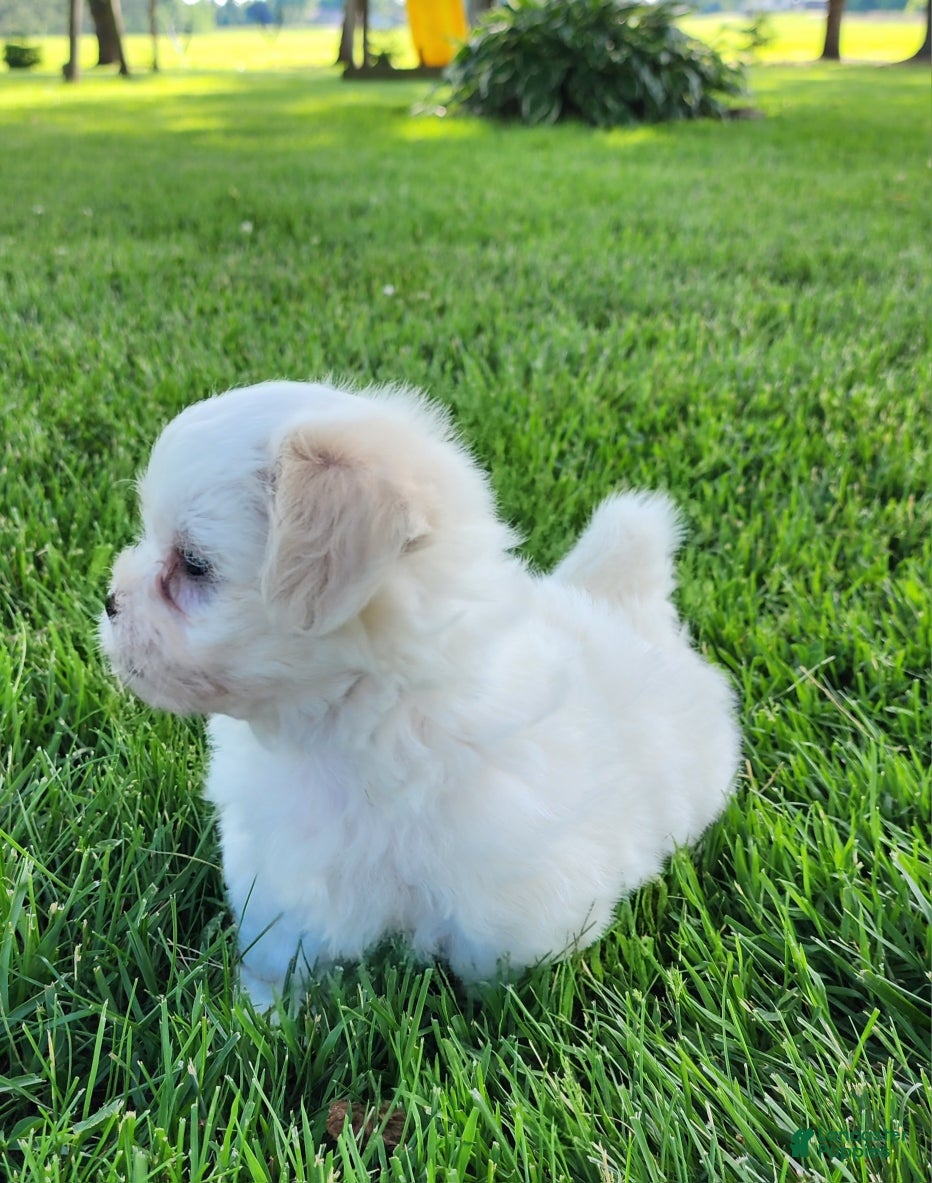 Teddy Bear dogs Bullet - Ad 2