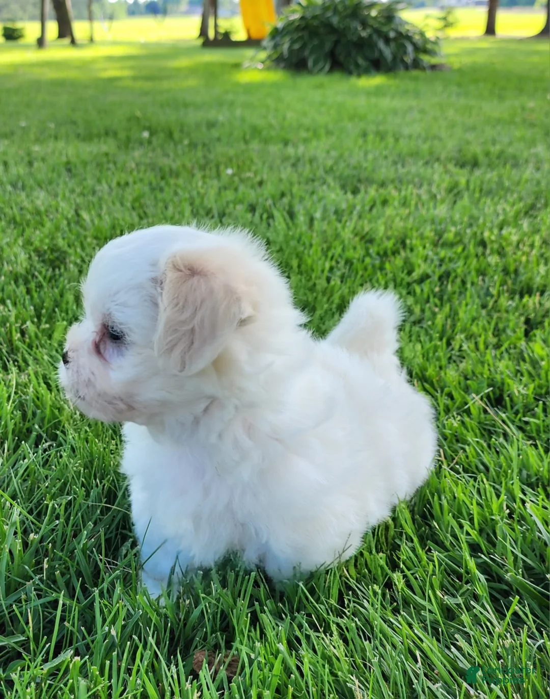 Teddy Bear dogs for sale: Bullet - Ad 2