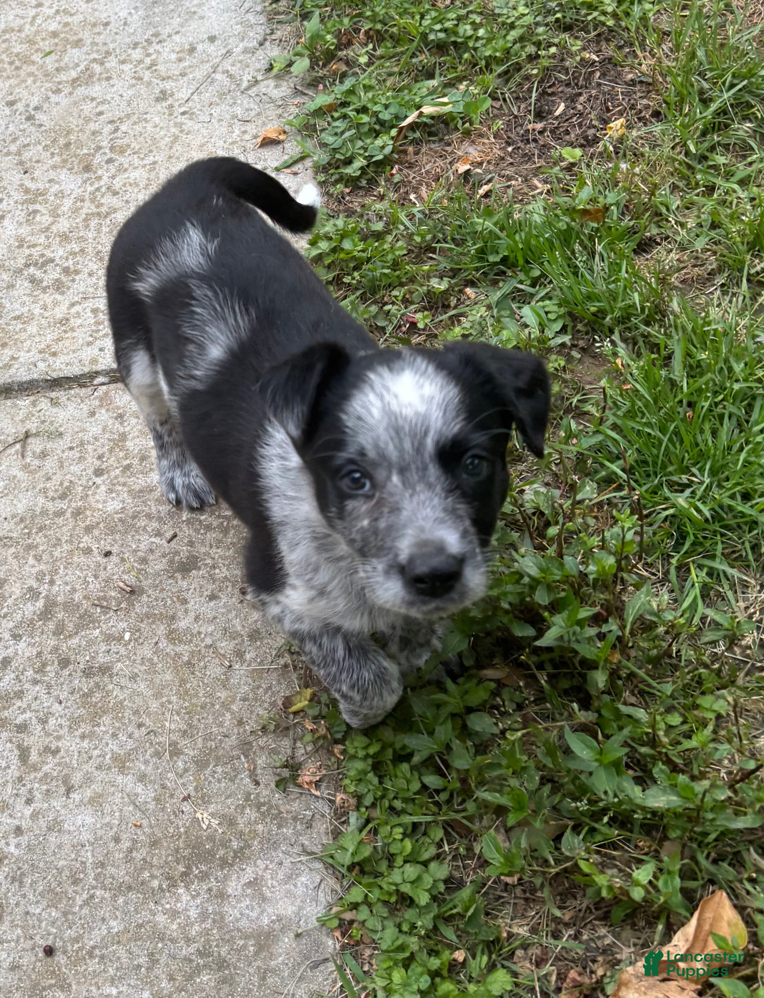 Mixed Breed dogs Puppy  8 - Ad 23