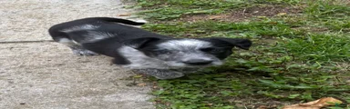 Puppy  8