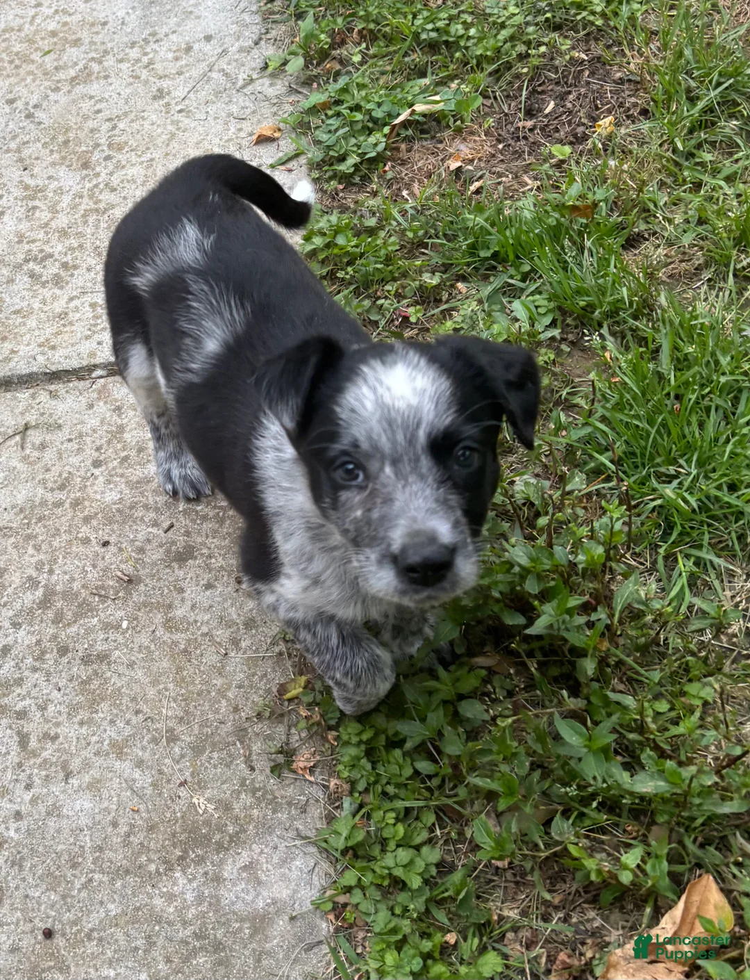 Mixed Breed dogs for sale: Puppy  8 - Ad 1