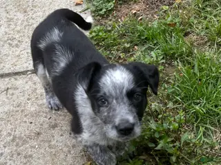 Mixed Breed dogs Puppy 8 - Ad 9