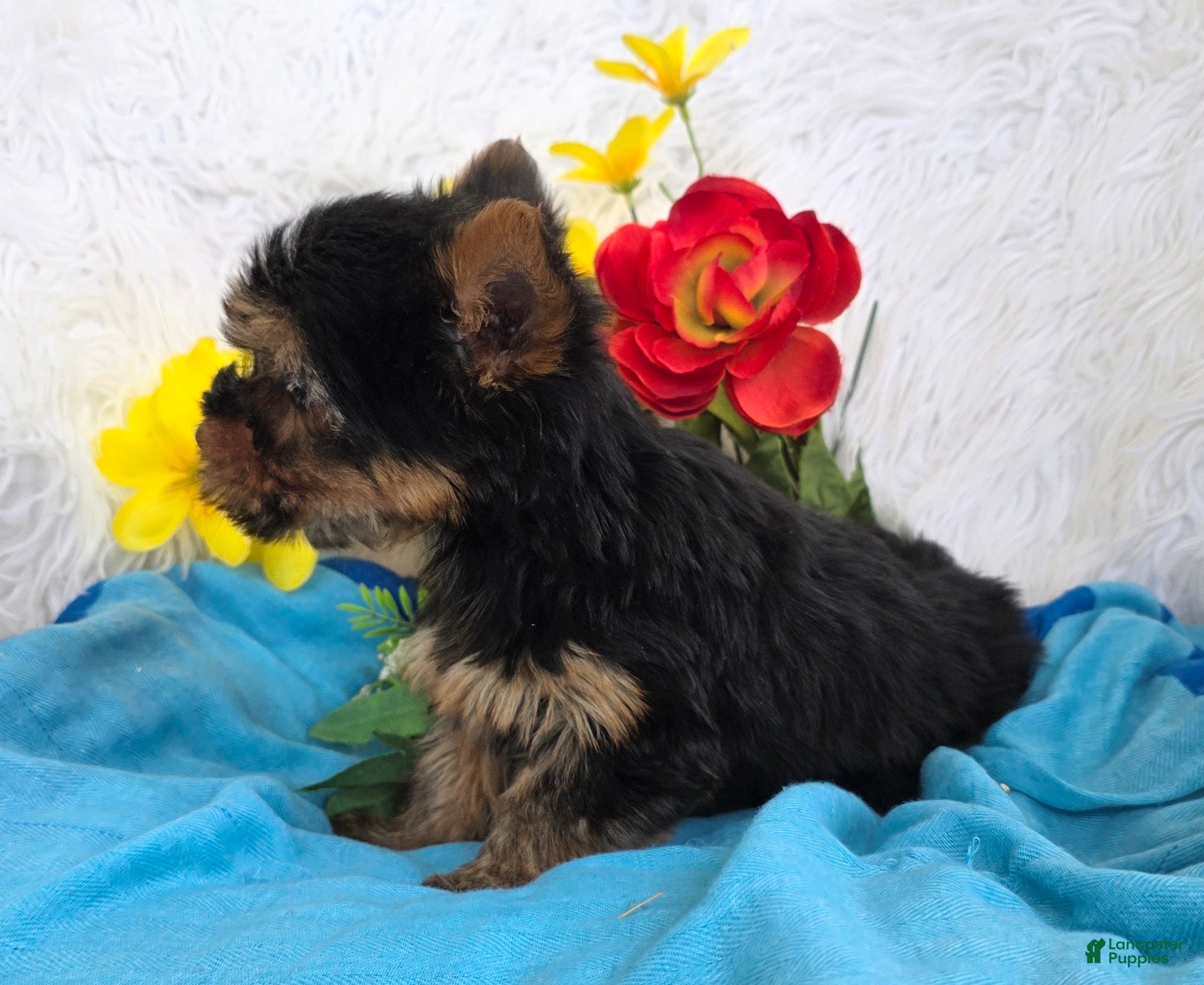 Yorkshire Terrier dogs Buddy - Ad 2