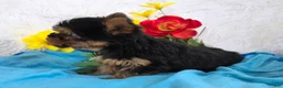 Yorkshire Terrier dogs for sale: Buddy - Ad 2