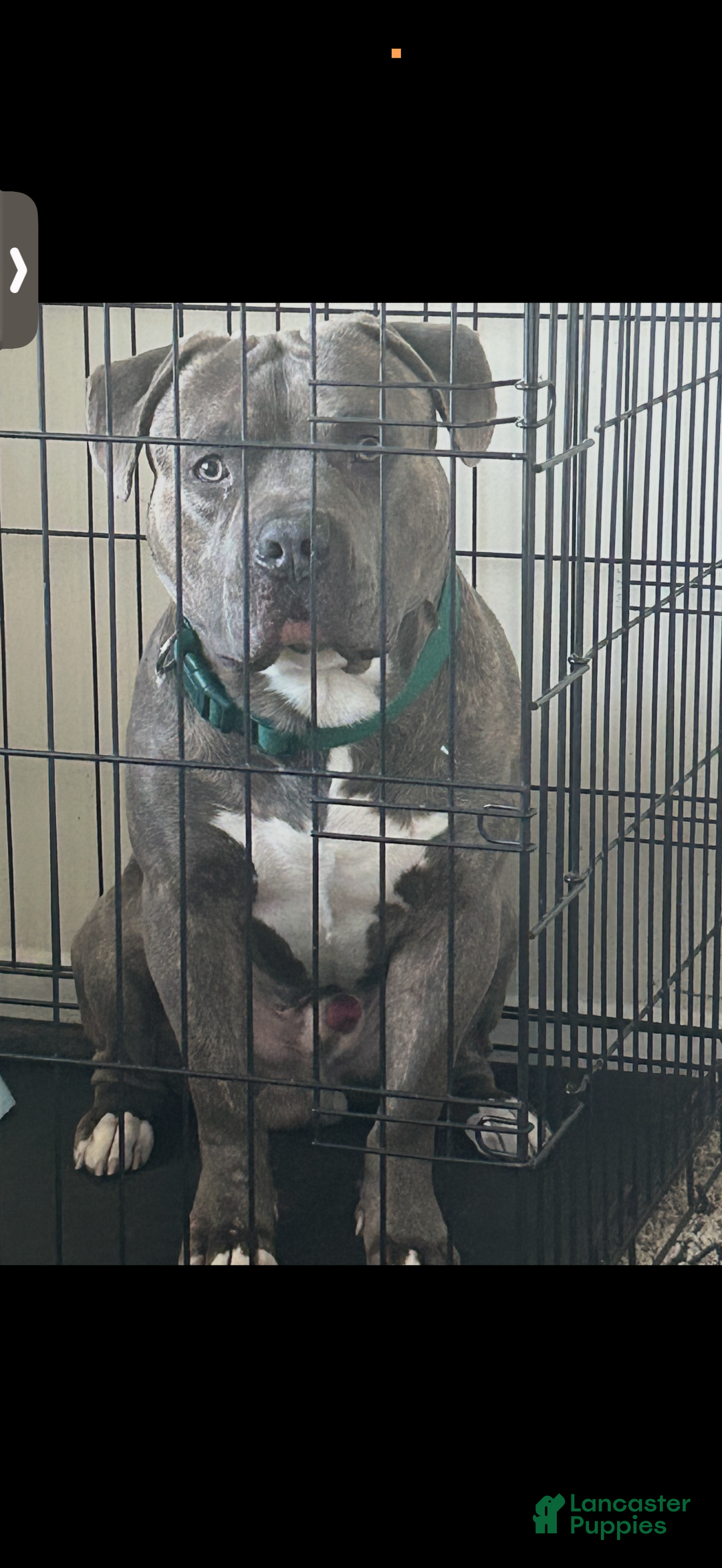 American Pit Bull Terrier dogs for sale: Tank - Ad 3